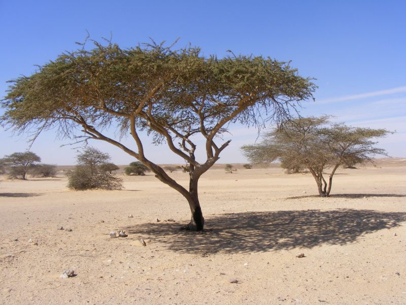 Acacia du desert d'Egypte