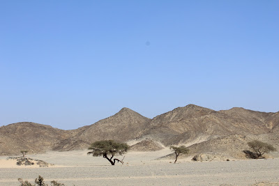Accacia du désert de Marsa Alam