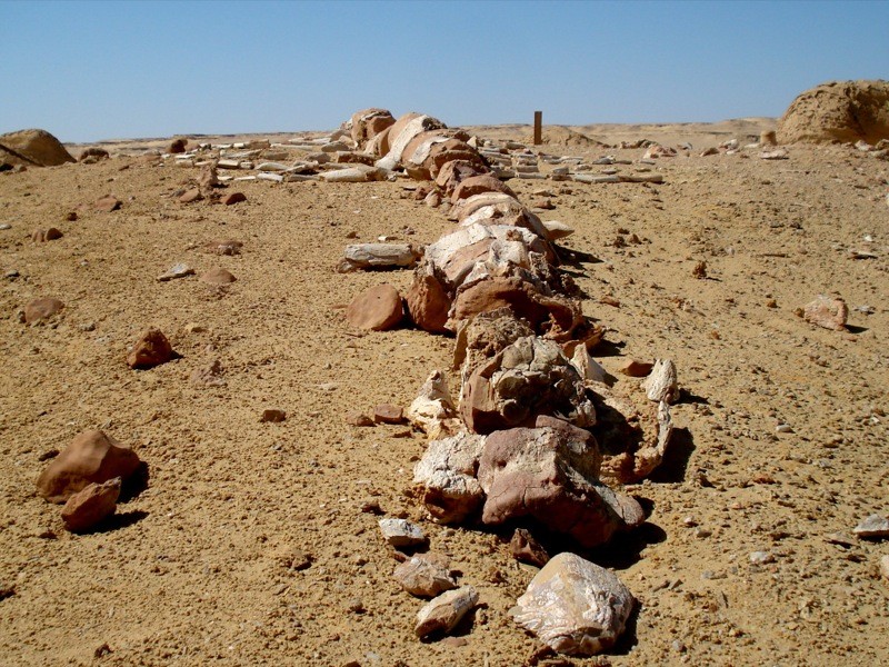 Baleine fossile du désert