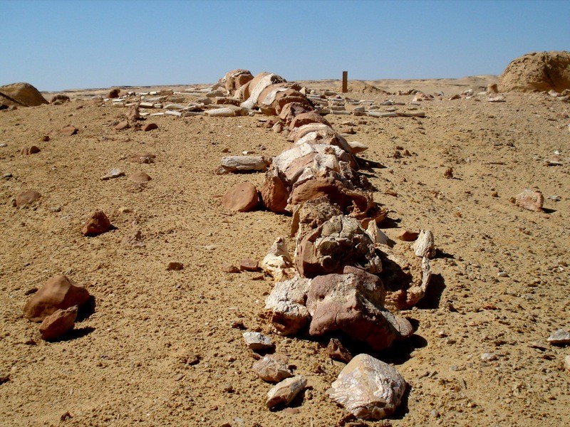 Baléne desert