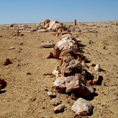 Baleine fossile du désert