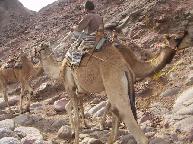 Bedouin à dos dromadaire c'est depuis le plus jeune age