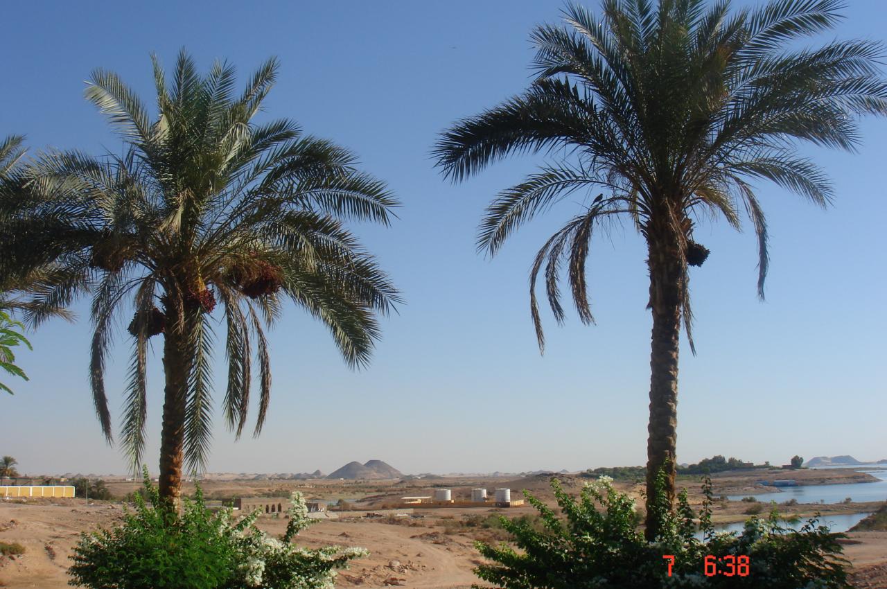 les palmiers dattiers, un paysage ...