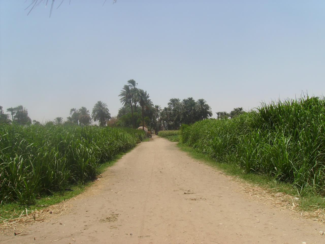 La campagne de la rive ouest de louxor