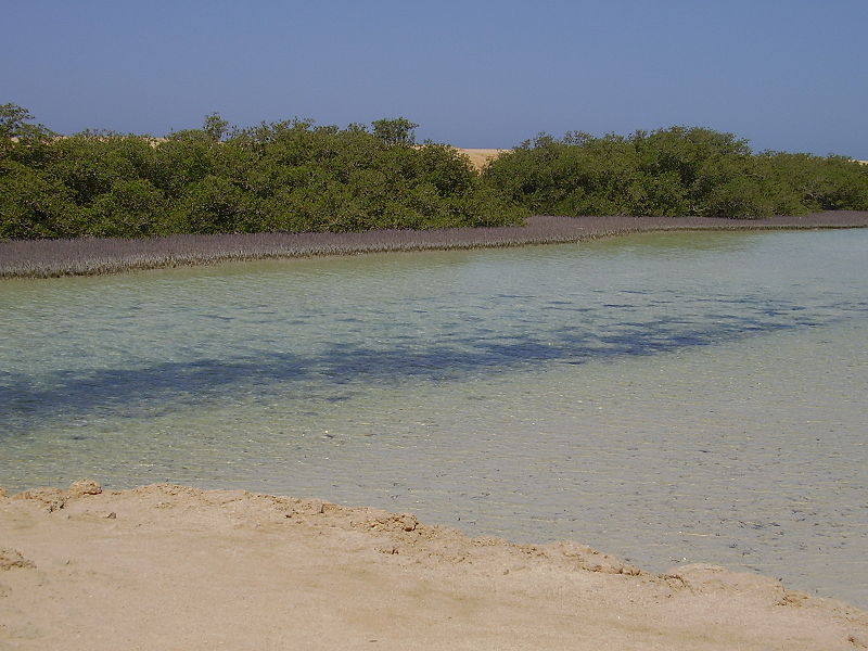 Mangrove du Parc National de Ras Mohammed