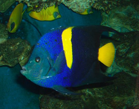 Poisson en mer rouge