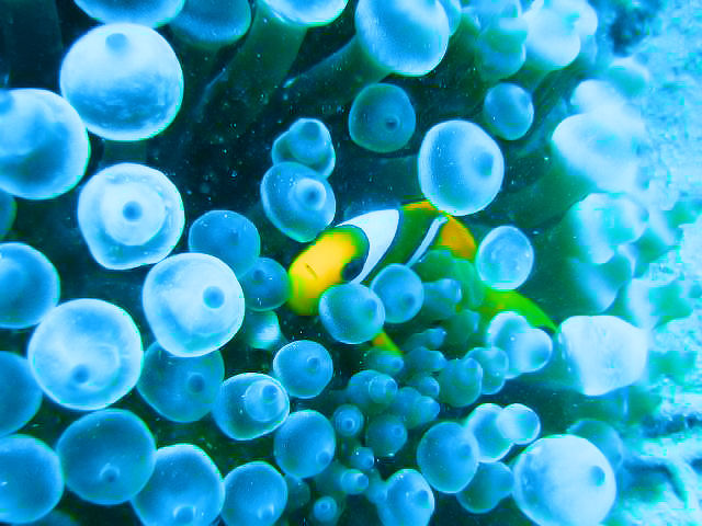 Poisson clown en mer rouge