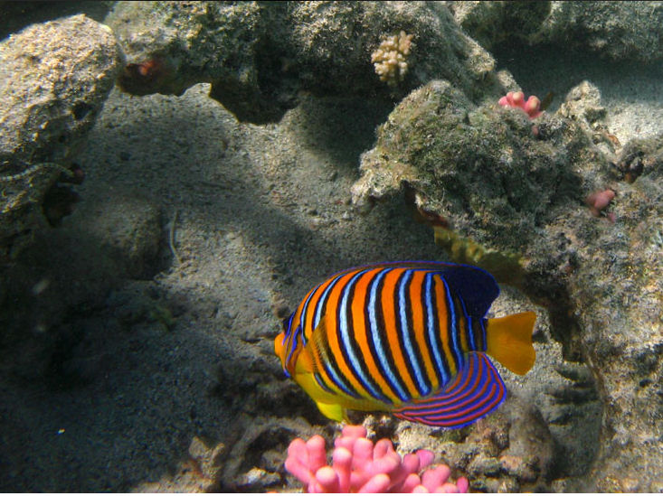 Poisson multicolor de la mer rouge