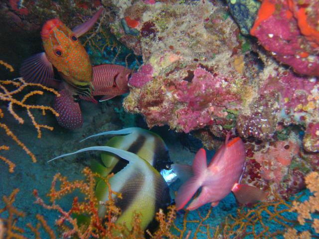 Poissons et coraux de la Mer rouge