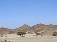 Accacia marsa alam