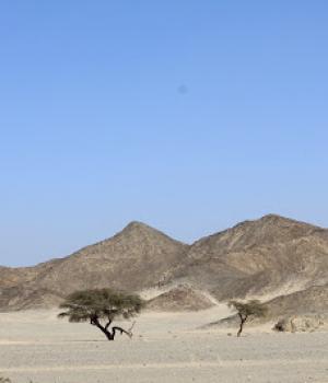 Accacia marsa alam