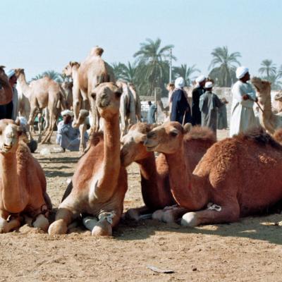 Chameau marche de daraw