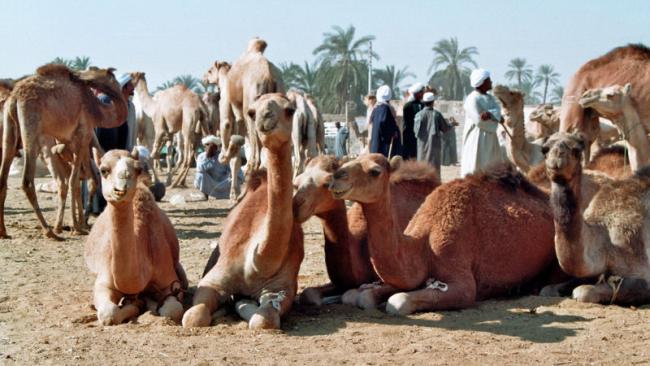 marché aux dromadaire de Draw, croisière en felouque sur le Nil, croisière en Dahabeya sur le Nil