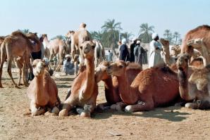 Chameau marche de daraw