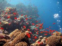 Corail mer rouge