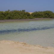 Mangrove du ras mohammed